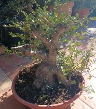 PRE BONSAI Olivastro Yamadori