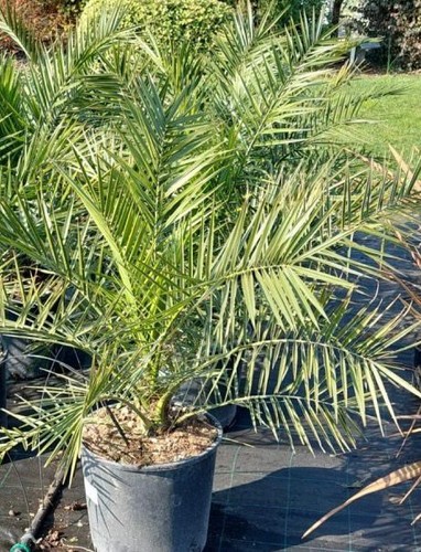 Phoenix canariensis palma - phoenix, (palma