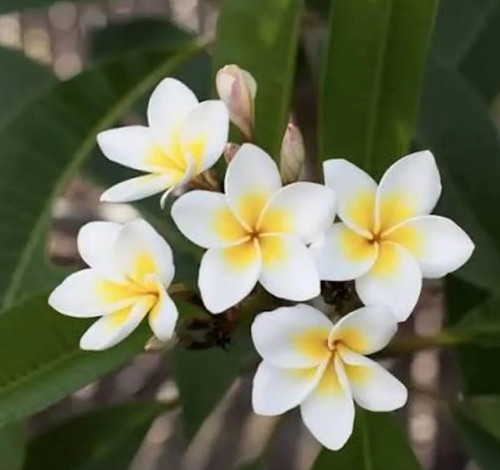 Plumeria 1 - plumeria, (frangipani)