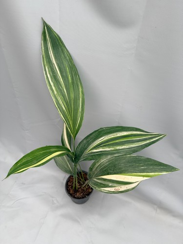 Aspidistra elatior variegata - elatior,