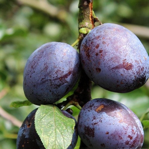 Pianta frutto susino regina - frutto,