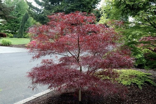 Acero rosso giapponese - rosso, "acero