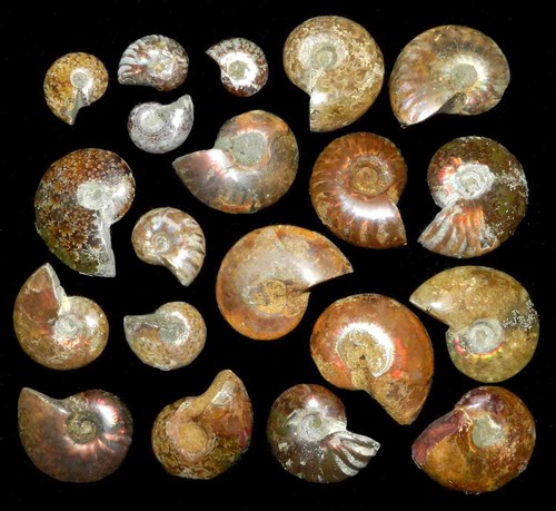 Lotto ammoniti fossili solo - 20,
