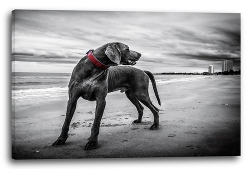 Tela cornice great dane - tela/cornice,