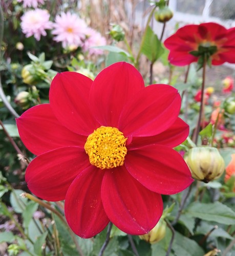 Semi fiori - di,