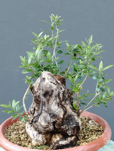 Bonsai olivastro 30x20cm - bonsai,