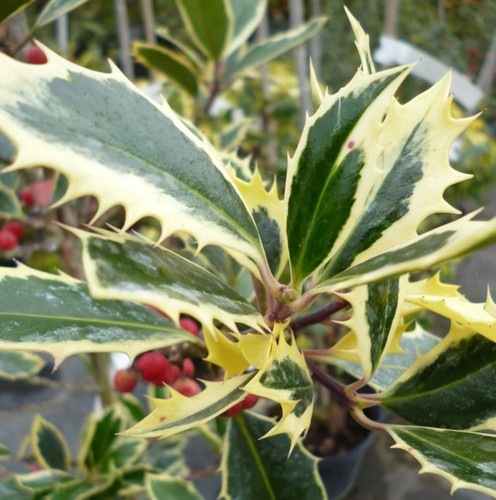 Agrifoglio golden marginata - golden,