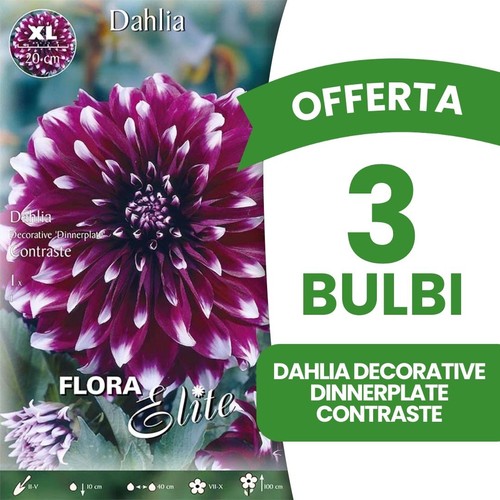 Offerta bulbi dahlia - 3,