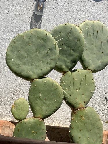 Pianta grassa opuntia - pianta, tonda