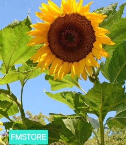 Girasole gigante sunflower - sunflower,