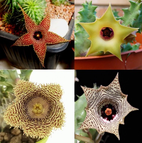 Steli non radicati huernia - 4,