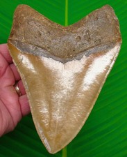 Dente di squalo megalodonte