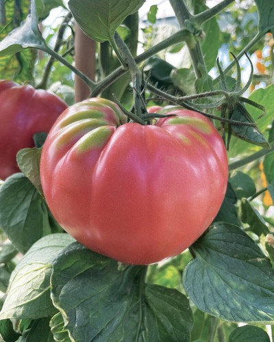 Semi pomodoro belmonte - semi,