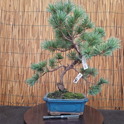 Bonsai pino pentaphilla - di, h