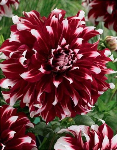 Gioielli dalie fiore - 3,