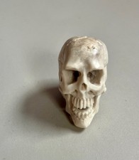 Memento Mori corno teschio