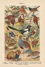 Uccelli Fagiano Cardellino