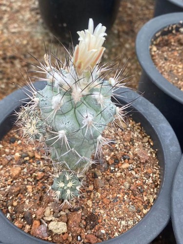 Turbinicarpus piante cactus - turbinicarpus,