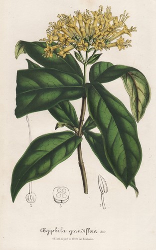Aegiphila grandiflora messico - aegiphila,