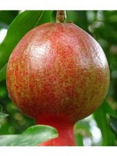 Pianta melograno dente - melograno, di