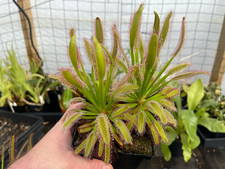 DROSERA CAPENSIS "HERCULES" -