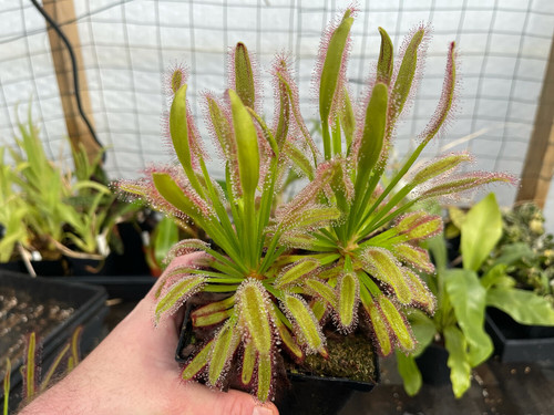 Drosera capensis hercules - "hercules",