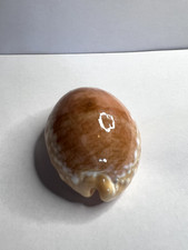 Conchiglia Shell CYPRAEA