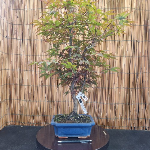 Bonsai acero atropurpureum - bonsai,
