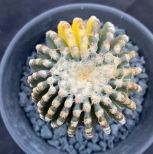 Rare cacti discocactus - rare, horstii