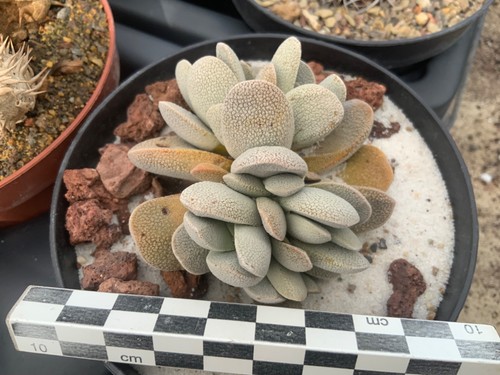 397 crassula tecta - crassula, wysiwyg