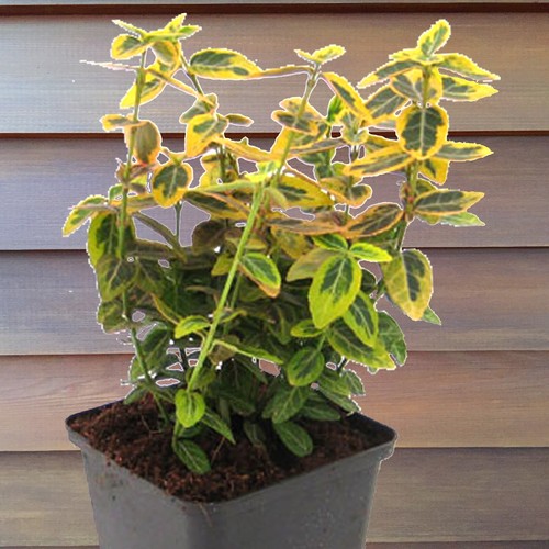 Mandrino strisciante euonymus - mandrino,