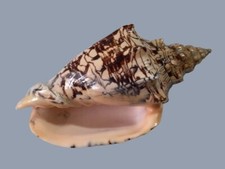 Volutidae, Voluta ebraea, Natal, Brazil, 205 mm,GIANT, MASSIVE SPECIMEN, BARGAIN