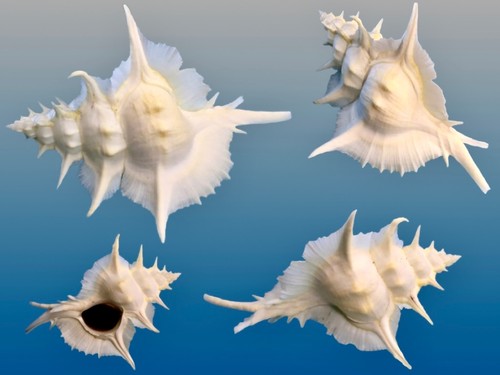 Muricidae siratus alabaster - siratus,