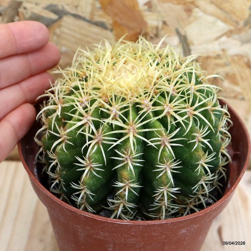 Echinocactus grusonii