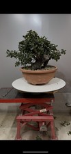 Pre Bonsai Di Leccio Yamadori!