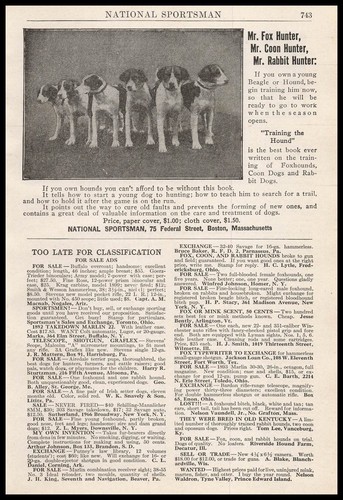 1912 beagle cani caccia - cani,