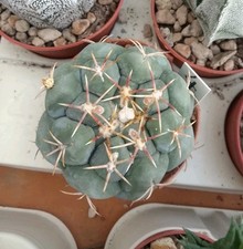 Thelocactus hexaedrophorus