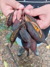 Brachychiton a foglie di