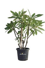 Pianta di Plumeria Frangipani