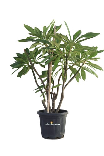 Pianta plumeria frangipani - di,