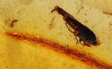 Grande insetto fossile