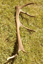 Corno,palco trofeo di cervo