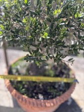 Bonsai olivastro pianta - ,