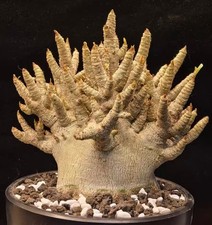 Caratteristica boutique