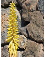 Piante Di Aloe Vera Mix 3