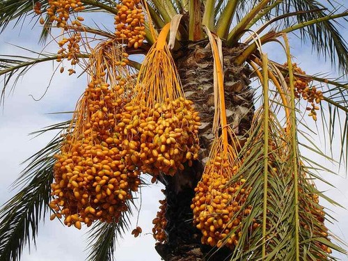 Medjool date palm tree - date,