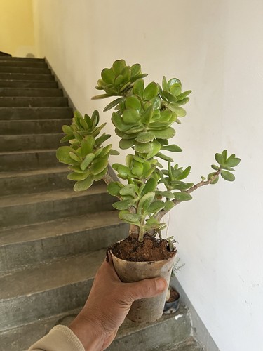 Bonsai giada crassula - giada,,