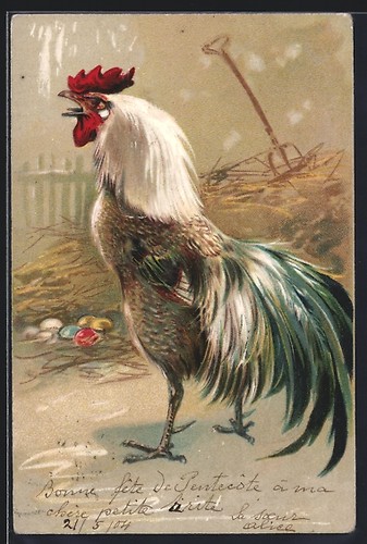 Litografia gallo corvo davanti - gallo,