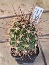 Echinocereus Coccineus v