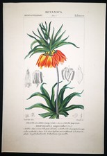 1831,TURPIN INCISIONE ORIGINALE ANTICO ACQUERELLO FRITILLARIA IMPERIALIS XWB